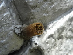 Nannotrigona