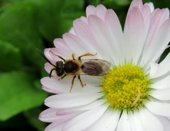 Andrena dorsata