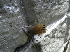 Nannotrigona
