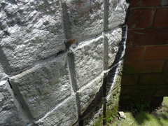 Nannotrigona