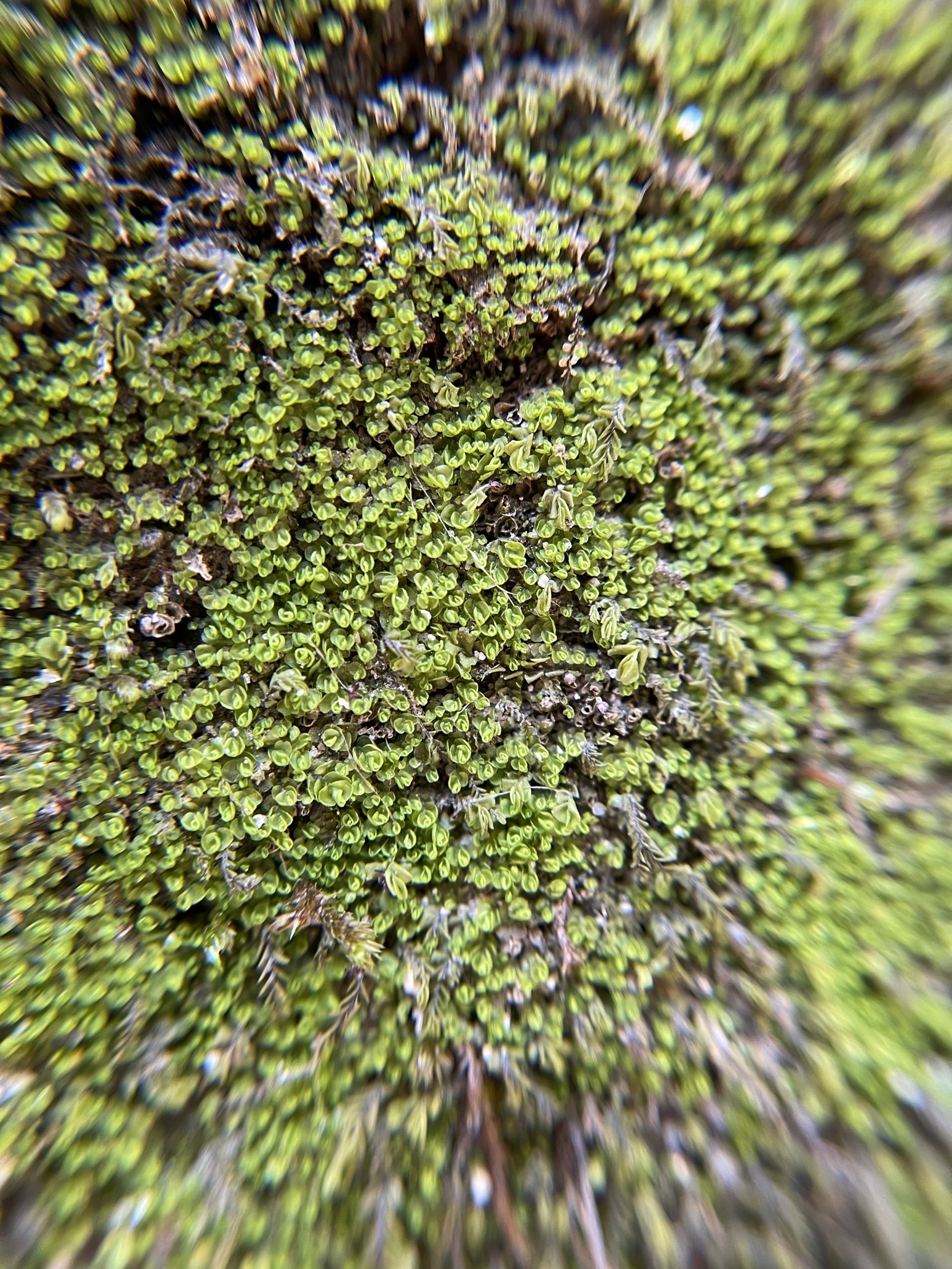 Solenostoma crenuliforme