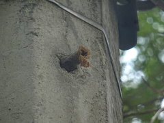 Meliponini