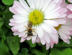 Andrena dorsata