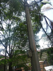 Meliponini