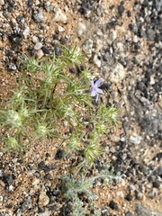 Eriastrum pluriflorum