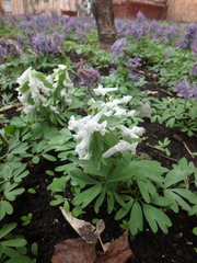 Corydalis solida