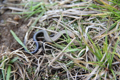 Plestiodon anthracinus