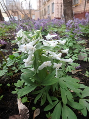Corydalis solida