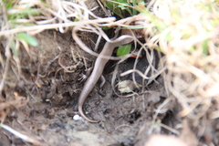 Plestiodon anthracinus