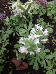 Corydalis solida