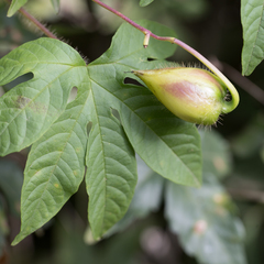 Distimake dissectus edentatus