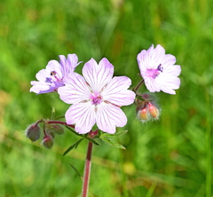 Geranium tuberosum