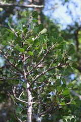 Ficus natalensis