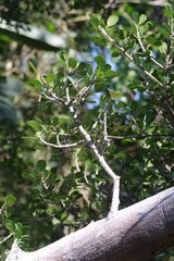 Ficus natalensis