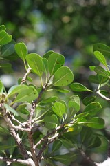 Ficus natalensis
