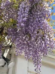 Wisteria