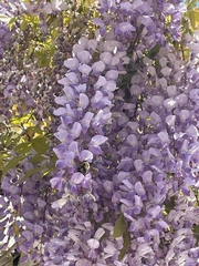 Wisteria