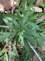 Cardamine concatenata