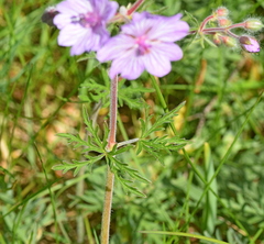 Geranium tuberosum
