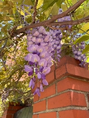Wisteria