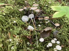 Strobilurus albipilatus