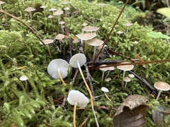 Strobilurus albipilatus