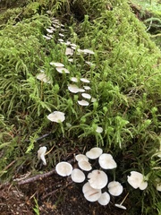 Strobilurus albipilatus