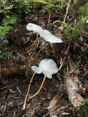 Strobilurus albipilatus