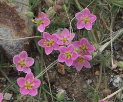 Rhodalsine geniculata