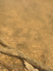 Notropis atherinoides