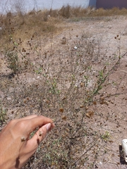 Dicliptera resupinata