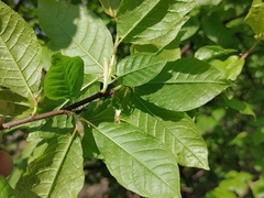 Prunus padus