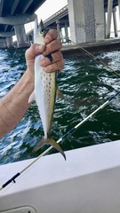 Scomberomorus maculatus