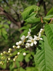 Prunus padus