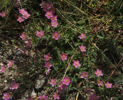 Rhodalsine geniculata
