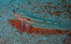 Coryphopterus venezuelae