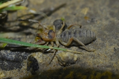 Eremobates woodruffi