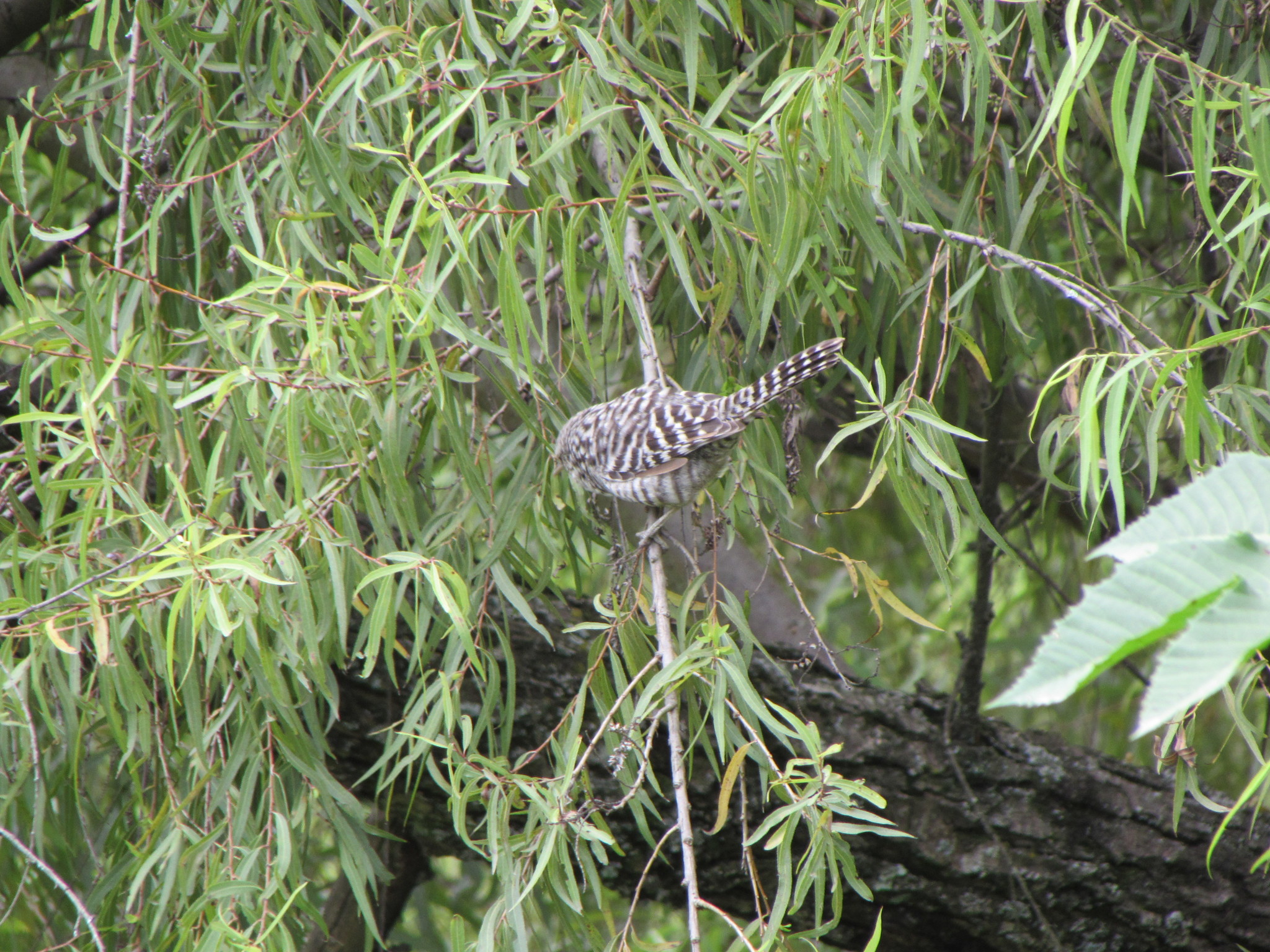 Campylorhynchus fasciatus image