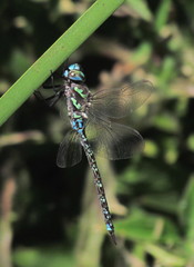 Rhionaeschna haarupi