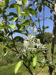 Chionanthus retusus