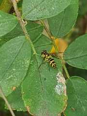 Allograpta obliqua