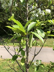 Chionanthus retusus