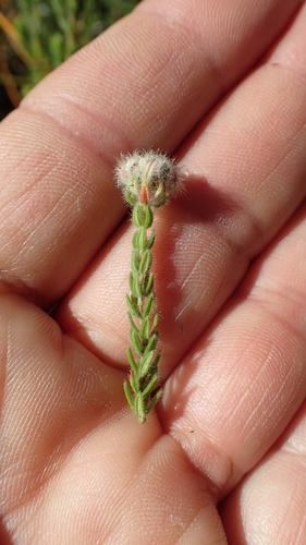 Image of Wool Heath (Erica flaccida) by no rights reserved
