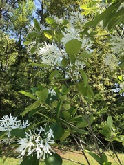 Chionanthus retusus