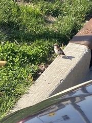Passer domesticus
