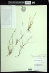 Sporobolus neglectus