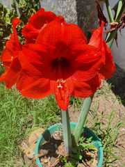 Hippeastrum