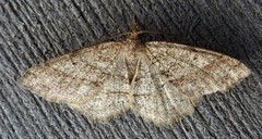 Melanolophia signataria