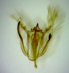Melanolophia signataria