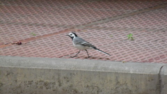 Motacilla alba